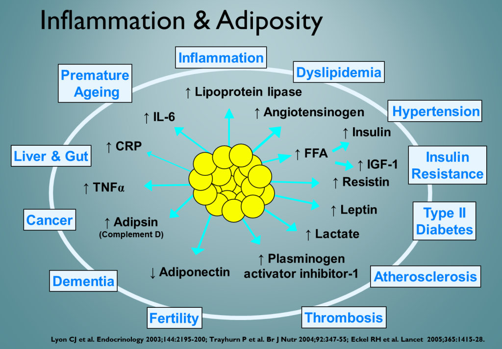 inflamation and adiposity